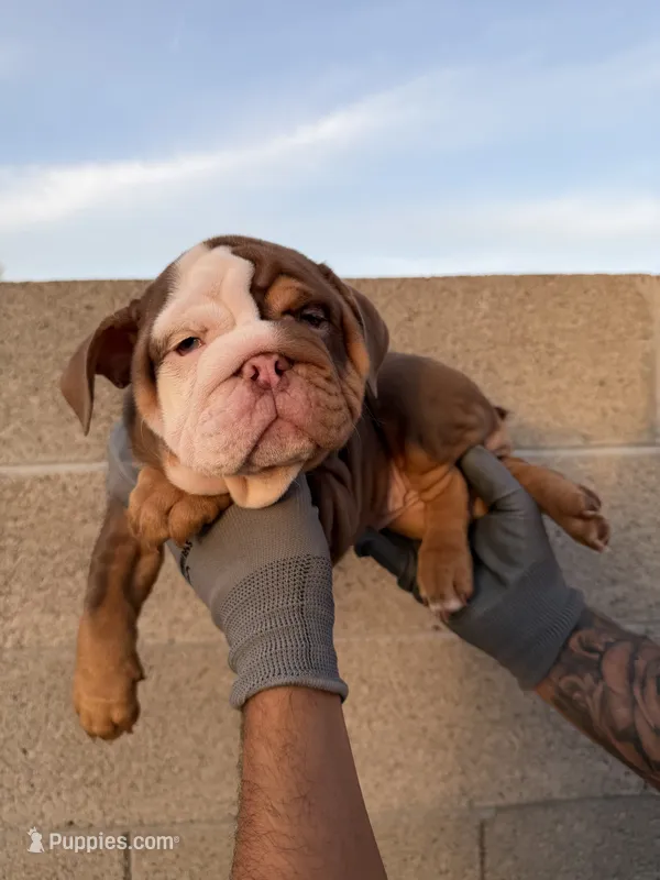 Bella – English Bulldog puppy for sale in Scottsdale, AZ