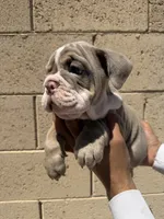 Max, a male English Bulldog for sale in Scottsdale, AZ – 7 of 10