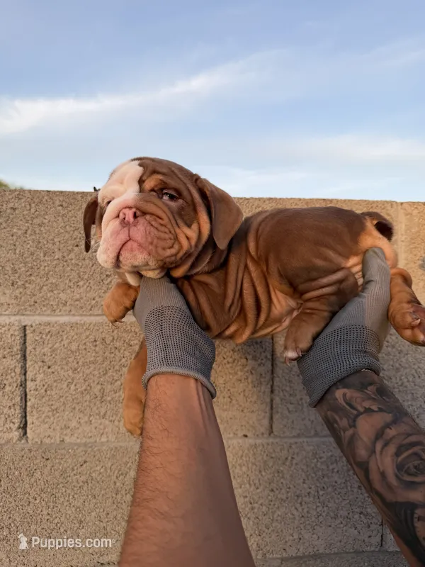 Bella – English Bulldog puppy for sale in Scottsdale, AZ
