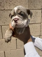 Max, a male English Bulldog for sale in Scottsdale, AZ – 5 of 10