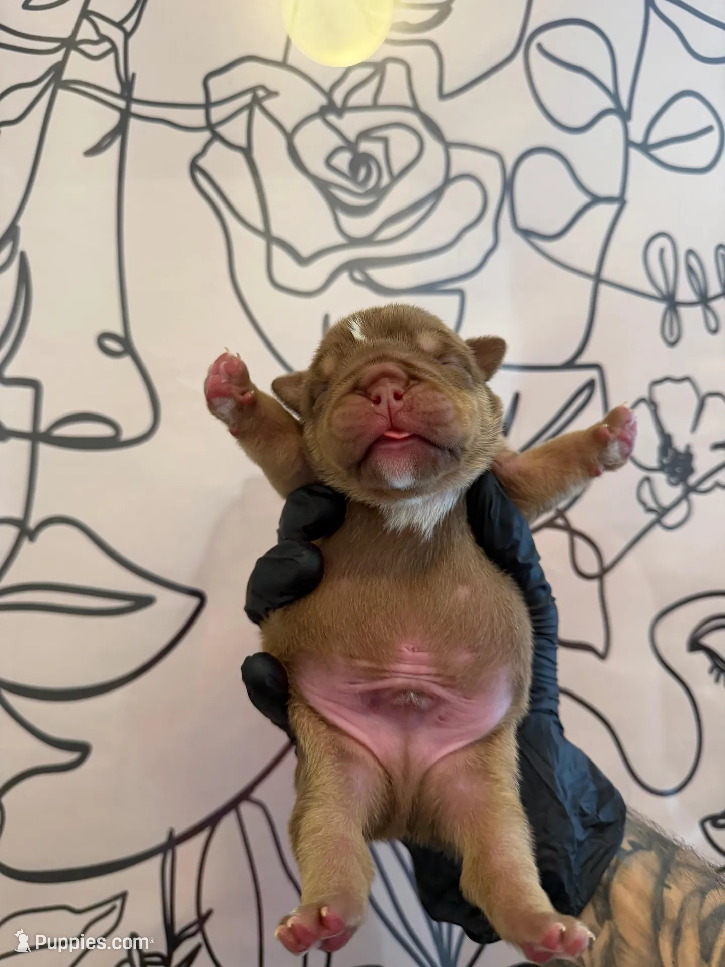 Bomber II, a male English Bulldog for sale in Scottsdale, AZ – Photo 8 of 9