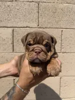 Violet , a female English Bulldog for sale in Scottsdale, AZ – Photo 3 of 7