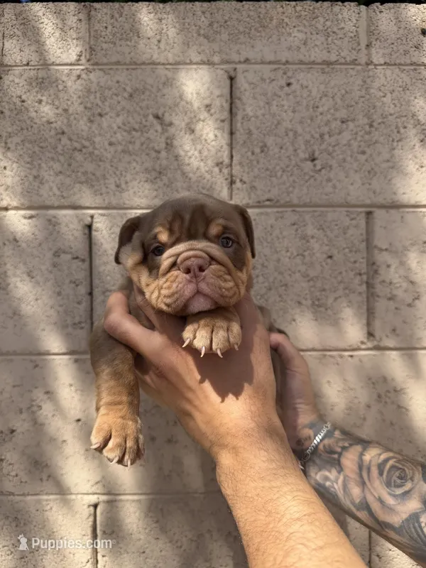 Violet  – English Bulldog puppy for sale in Scottsdale, AZ