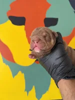 Violet , a female English Bulldog for sale in Scottsdale, AZ – Photo 4 of 8