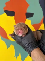 Violet , a female English Bulldog for sale in Scottsdale, AZ – Photo 1 of 8