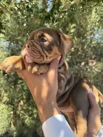 Violet , a female English Bulldog for sale in Scottsdale, AZ – 4 of 8