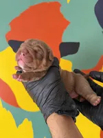 Violet , a female English Bulldog for sale in Scottsdale, AZ – Photo 6 of 8