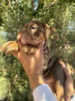 Violet , a female English Bulldog for sale in Scottsdale, AZ – 3 of 8