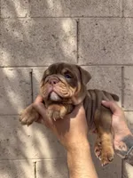 Violet , a female English Bulldog for sale in Scottsdale, AZ – Photo 5 of 7