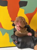 Violet , a female English Bulldog for sale in Scottsdale, AZ – Photo 8 of 8