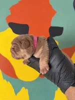 Violet , a female English Bulldog for sale in Scottsdale, AZ – Photo 7 of 8