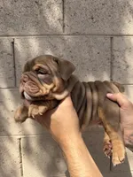 Violet , a female English Bulldog for sale in Scottsdale, AZ – Photo 6 of 7