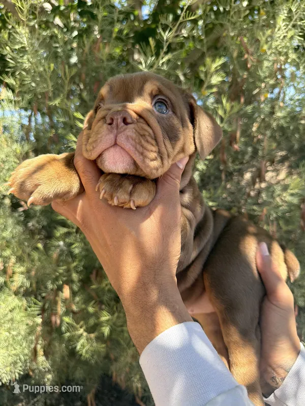 Violet  – English Bulldog puppy for sale in Scottsdale, AZ