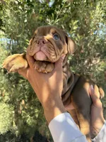 Violet , a female English Bulldog for sale in Scottsdale, AZ – 1 of 8