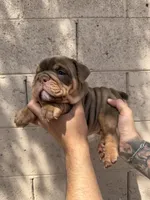 Violet , a female English Bulldog for sale in Scottsdale, AZ – Photo 2 of 7