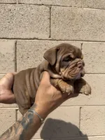 Violet , a female English Bulldog for sale in Scottsdale, AZ – Photo 7 of 7