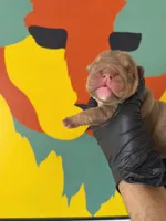 Violet , a female English Bulldog for sale in Scottsdale, AZ – Photo 5 of 8