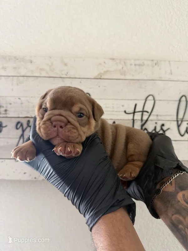 Violet  – English Bulldog puppy for sale in Scottsdale, AZ