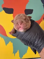 Violet , a female English Bulldog for sale in Scottsdale, AZ – Photo 2 of 8