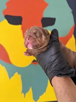 Violet , a female English Bulldog for sale in Scottsdale, AZ – Photo 3 of 8