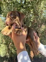 Violet , a female English Bulldog for sale in Scottsdale, AZ – 2 of 8