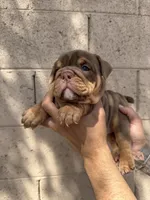 Violet , a female English Bulldog for sale in Scottsdale, AZ – Photo 4 of 7