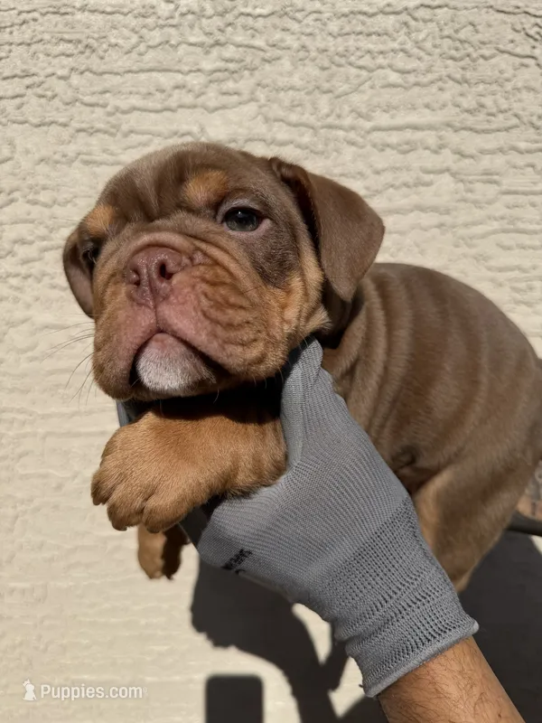 Bomber ll – English Bulldog puppy for sale in Scottsdale, AZ