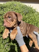 Violet , a female English Bulldog for sale in Scottsdale, AZ – 8 of 8