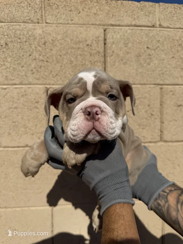 Max – English Bulldog puppy for sale in Scottsdale, AZ