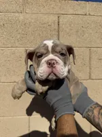 Max, a male English Bulldog for sale in Scottsdale, AZ – 1 of 10