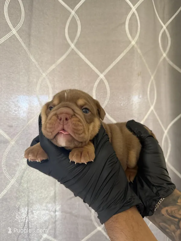 Bomber II – English Bulldog puppy for sale in Scottsdale, AZ