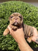 Bomber II, a male English Bulldog for sale in Scottsdale, AZ – Photo 2 of 10