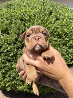 Bomber II, a male English Bulldog for sale in Scottsdale, AZ – Photo 6 of 10