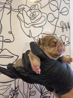 Bomber II, a male English Bulldog for sale in Scottsdale, AZ – Photo 4 of 9