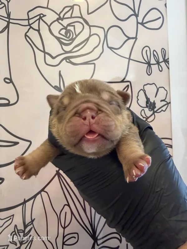 Bomber II – English Bulldog puppy for sale in Scottsdale, AZ