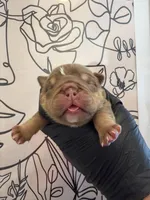 Bomber II, a male English Bulldog for sale in Scottsdale, AZ – Photo 1 of 9