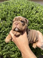 Bomber II, a male English Bulldog for sale in Scottsdale, AZ – Photo 7 of 10