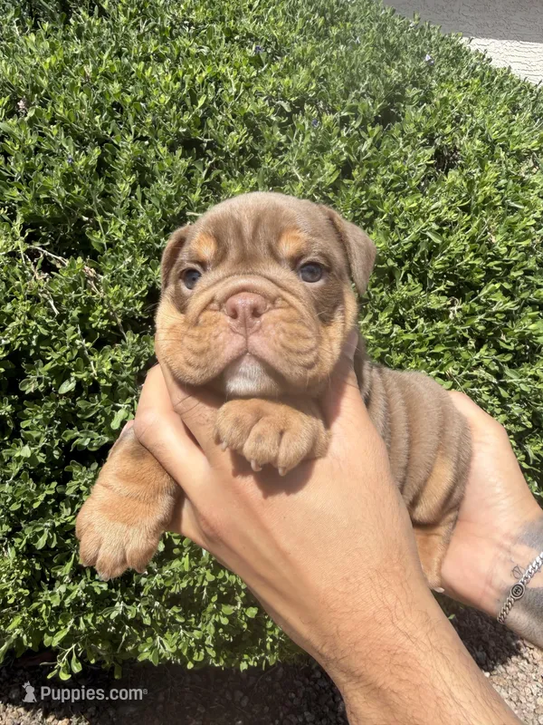 Bomber II – English Bulldog puppy for sale in Scottsdale, AZ