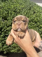 Bomber II, a male English Bulldog for sale in Scottsdale, AZ – Photo 1 of 10