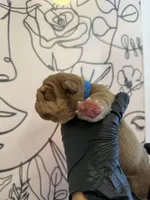 Bomber II, a male English Bulldog for sale in Scottsdale, AZ – Photo 9 of 9