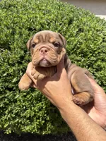 Bomber II, a male English Bulldog for sale in Scottsdale, AZ – Photo 8 of 10