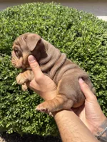Bomber II, a male English Bulldog for sale in Scottsdale, AZ – Photo 9 of 10