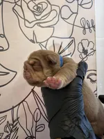 Bomber II, a male English Bulldog for sale in Scottsdale, AZ – Photo 3 of 9