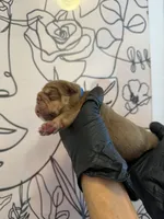 Bomber II, a male English Bulldog for sale in Scottsdale, AZ – Photo 5 of 9