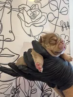 Bomber II, a male English Bulldog for sale in Scottsdale, AZ – Photo 2 of 9