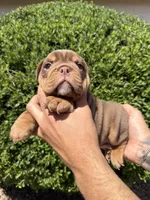 Bomber II, a male English Bulldog for sale in Scottsdale, AZ – Photo 4 of 10