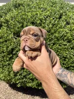 Bomber II, a male English Bulldog for sale in Scottsdale, AZ – Photo 5 of 10