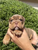 Bomber II, a male English Bulldog for sale in Scottsdale, AZ – Photo 3 of 10