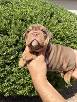Bomber II, a male English Bulldog for sale in Scottsdale, AZ – Photo 10 of 10