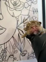 Bomber II, a male English Bulldog for sale in Scottsdale, AZ – Photo 7 of 9